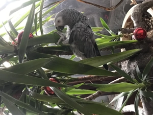 Graupapagei Weibchen 12 Jahre alt mit Papieren