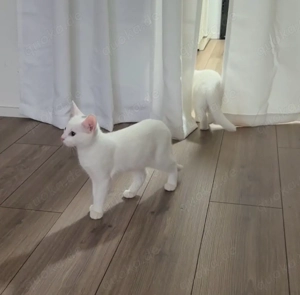 weiße EKH-Mix kitte 