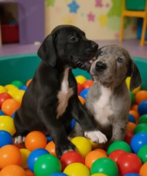 Deutsche Dogge Welpen 