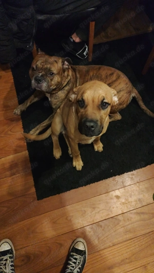 Cane Corso Rüde sucht schönes Zuhause 