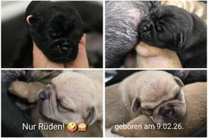 Mopswelpen.  Retro - Altdeutsche Mops 