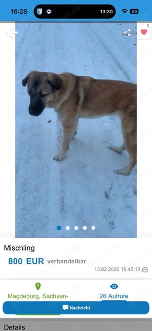 Kangal, Schäferhund, Mix 