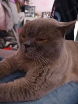 Deckkater - Britisch Kurzhaar Kater Bars