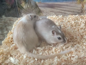 Rennmäuse Gerbils aus Hobbyzucht Vater und Sohn als Paar für 50,-  