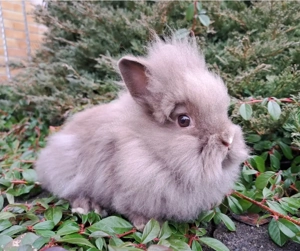 Löwenköpfchen Jungtiere Löwenzwerg Zwergkaninchen Kaninchen Hase