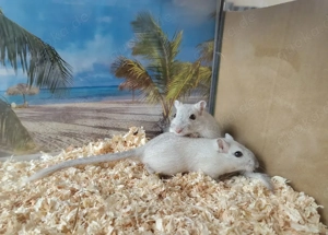 Rennmäuse Gerbils aus Hobbyzucht zwei Schwestern