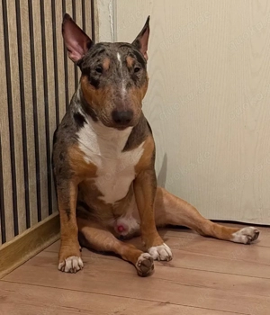 Miniatur bullterrier Deckrüde 