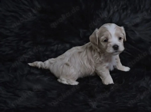 Maltipoo Welpe Rüde 