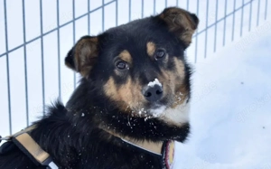 Pepe sucht ein aktives Zuhause