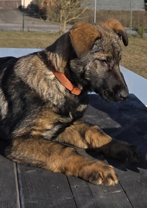 DSH Welpen Hündin Aika von Thümmlitz 