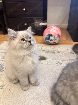 mischlings kitten abzugeben 