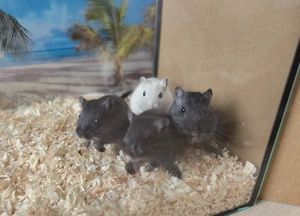 Rennmäuse Gerbils aus Hobbyzucht - vier Schwestern 