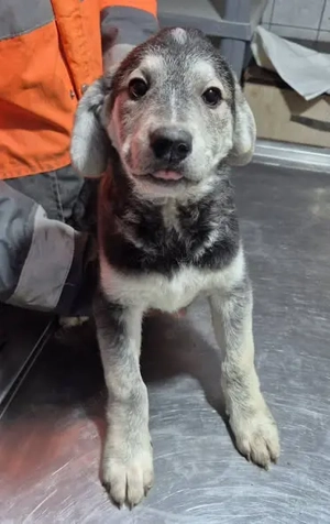 Welpenrüde 890536 möchte gerne zu seinen Menschen reisen