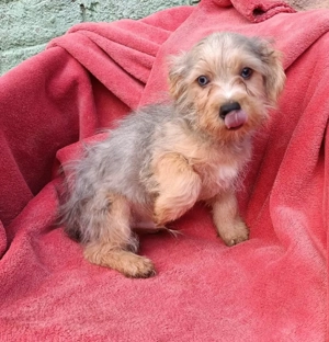 Yorkipoo Yorkshire Pudel welpen Yorki