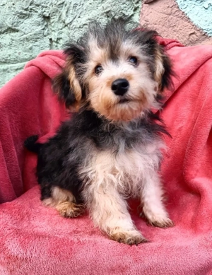 Yorkipoo Yorkshire Pudel welpen Yorki