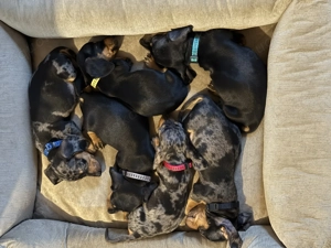 Zuckersüße Dackelwelpen suchen ihr liebevolles Zuhause 