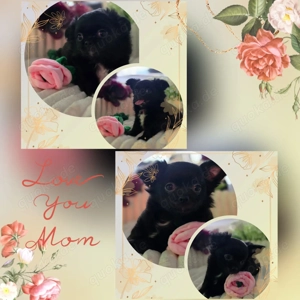 Chihuahua Welpen auszugsbereit