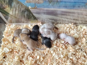  Mongolische Rennmausbabys aus verantwortungsvoller Zucht suchen liebevolles Zuhause! (Rennmäuse)