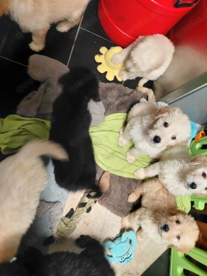 Goldendoodle  f1 Bild 5
