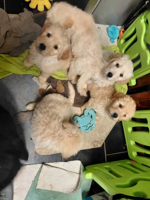 Goldendoodle  f1 Bild 6