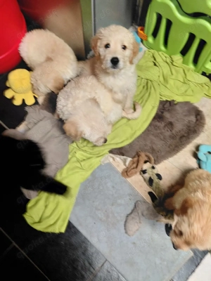 Goldendoodle  f1 Bild 4