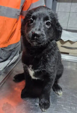 Hier kommt Welpenrüde 890528 - Reserviert!