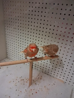 Kanarienvogel Mosaik Phaeo 