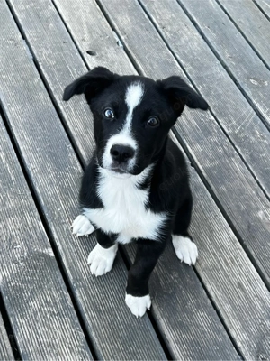 Wunderschöne Border Collie x Husky Hündin   4 Monate alt   liebevolles Zuhause gesucht