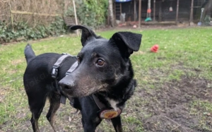 Der sanfte Berny möchte endlich ankommen