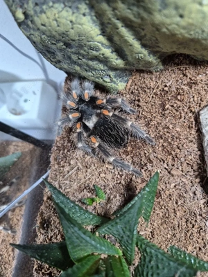 Brachypelma Auratum Vogelspinne