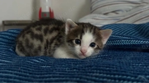 Bengal+Britisch Kurzhaar Mix Kitten