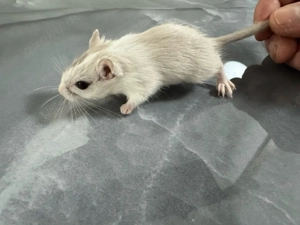 Rennmäuse mongolisch Bild 2