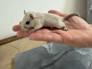 Rennmäuse mongolisch