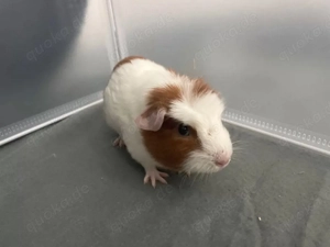 Meerschweinchen böckchen