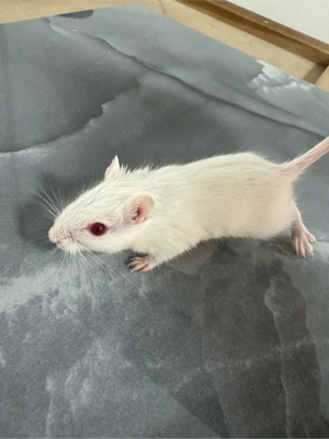 Rennmäuse mongolisch Bild 3