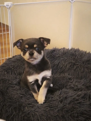 Chihuahua Welpen 