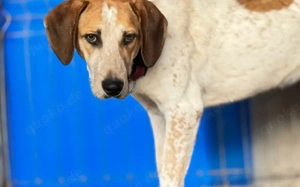 Josha - Dein Prinz Charming?