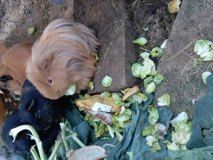 Meerschweinchen Zwergkaninchen