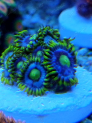 Meerwasser- Korallenableger Zoanthus