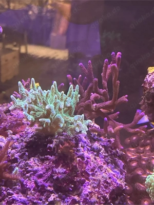 Montipora digitata Ableger   grün & lila   schnellwachsende SPS