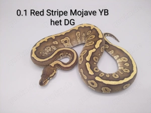 Königspython 0.1 Mojave Red Stripe YB het DG (python regius)