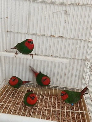 5,5 Rotköpfige papageinamadinen kommen von 2025 das Paar 60 