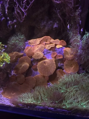 Scheibenanemone orange   kräftige Farbe   Ableger