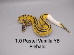 Königspython 1.0 Pastel Vanilla YB Piebald (python regius)