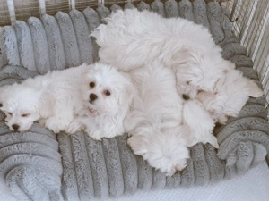 Malteser welpen weibchen 