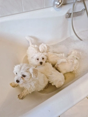 Malteser welpen weibchen 