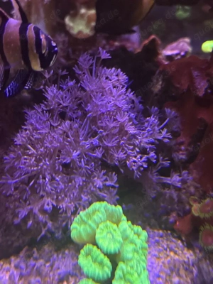 Pumpende Xenia   schnellwachsend   schöne Bewegung im Becken