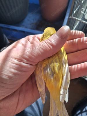 Kanarien Vögel zu verkaufen 