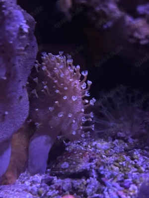 Fingerleder Koralle   robust & pflegeleicht   Ableger