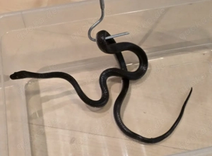 Schwarze Afrikanische Hausschlange 1.0 NZ adult Boaedon fuliginosus ca. 1m, Alter ca. 4 Jahre